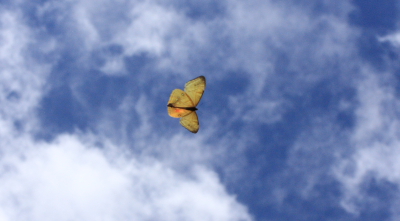 Mountain Morpho, Morpho sulkowskyi flying in a ravine, Cascade de Sacramento between Yolosa and Unduarvi. 2600 m.a. date 22 February 2008. Photographer: Lars Andersen