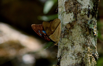 Males often sit facing head-downwards and with wings half open, on narrow tree. Archaeoprepona amphimachus (Fabricius, 1775). Yolosa att.: 1500 m. Coroico, Yungas d. 24 February 2008. Photographer; Lars Andersen