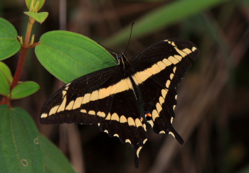 Papilio paon. Coroico,Yungas. d. 24  February 2008. Photographer: Lars Andersen