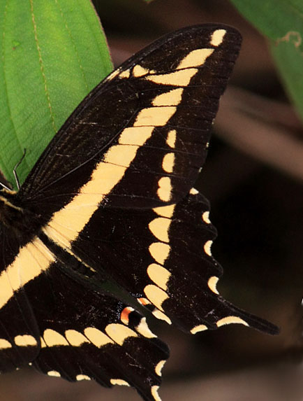 Heraclides paeon. Coroico, 1750 m.a.. Yungas. d. 24 February 2008. Photographer: Lars Andersen