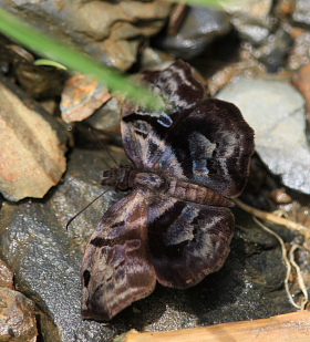 Challa, Yungas. d. 25 February 2008. Photographer: Lars Andersen