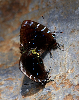 Ocaria thales. Challa, Yungas, Bolivia d. 25 february 2008. Photographer; Lars Andersen