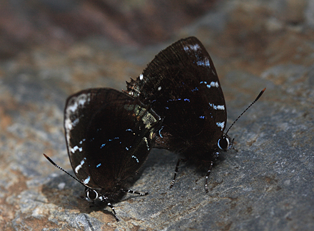 Ocaria thales. Challa, Yungas, Bolivia d. 25 february 2008. Photographer; Lars Andersen