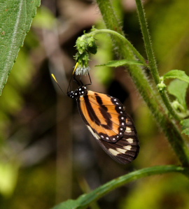 Caranavi, Yungas. February 2008. Photographer: Lars Andersen