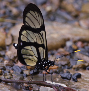 Patia orise, Dismorphiinae. Rio Zongo. Yungas. d. 21 january 2008. Photographer: Lars Andersen