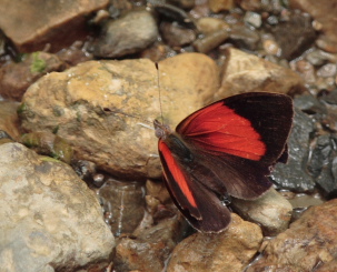 Rose Beauty, Haematera pyrame. Caranavi, Yungas. d. 1 February 2008. Photographer: Lars Andersen