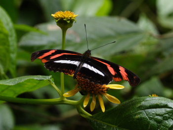 Telesiphe Longwing (Podotricha telesiphe). Cloudy mountainforest; The old railroad between Coroico and Coripata,Yungas. d. 24  February 2008. Photographer: Prem Roy