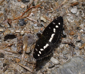 Colombian Crescent, Janatella fellula. Caranavi, Yungas, January 2008. Photographer: Lars Andersen 