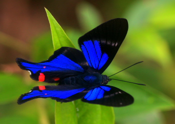 Periander Swordtail, (Rhetus periander).  Caranavi, Yungas. d. 28 January 2008. Photographer: Lars Andersen