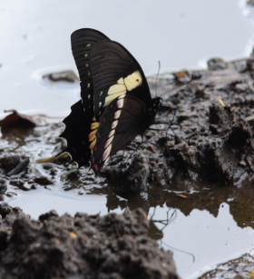 Pterourus (Papilio) menatius lenaeus. Serville. Rio Zongo, Yungas. d. 29 January 2008. Photographer: Lars Andersen