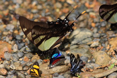 Serville Kite Swallowtail (Eurytides serville). Rio Zongo, Yungas. d. 9 february 2008. Photographer: Lars Andersen