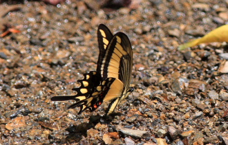 Lamarc Swallowtail, Heraclides lamarchei (Staudinger, 1892). Caranavi, Yungas, Bolivia. d. 29 January 2008. Photographer: Lars Andersen