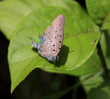 Pseudolycaena marsyas. Caranavi, Yungas, Bolivia d. 29 January 2008. Photographer; Lars Andersen