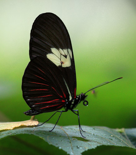 Heliconius melpomene penelope. Caranavi, Yungas, Bolivia d. 29 januar 2008. Fotograf: Lars Andersen