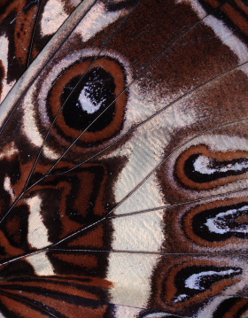 Morpho cisseis. Rio Zongo,  between Caranavi and Guarnay, Yungas. d. 30 January 2008. Photographer: Lars Andersen