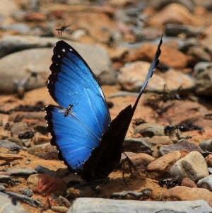 Morpho leontius. Rio Zongo,  between Caranavi and Guarnay, Yungas. d. 2 February 2008. Photographer: Lars Andersen