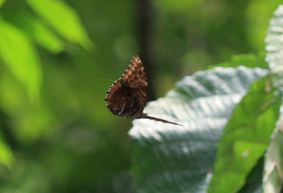 Morpho deidamia, electra (Rber, 1903). Rio Zongo,  between Caranavi and Guarnay, Yungas. d. 2 February 2008. Photographer: Lars Andersen