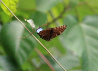 Morpho deidamia, electra (Rber, 1903). Rio Zongo,  between Caranavi and Guarnay, Yungas. d. 2 February 2008. Photographer: Lars Andersen