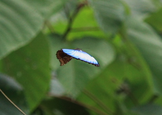 Morpho deidamia, electra (Rber, 1903). Rio Zongo,  between Caranavi and Guarnay, Yungas. d. 2 February 2008. Photographer: Lars Andersen