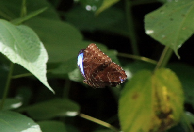 Morpho deidamia, electra (Rber, 1903). Rio Zongo,  between Caranavi and Guarnay, Yungas. d. 2 February 2008. Photographer: Lars Andersen