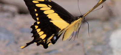 Thoas Swallowtails, (Heraclides thoas). Caranavi, Yungas. d. 5 february 2008. Photographer: Lars Andersen