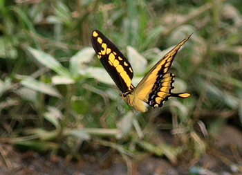 Thoas Swallowtails, (Heraclides thoas). Caranavi, Yungas. d. 5 february 2008. Photographer: Lars Andersen