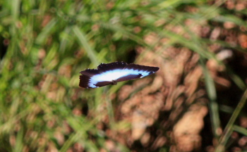 Morpho cisseis. Rio Zongo,  between Caranavi and Guarnay, Yungas. d. 6 february 2008. Photographer: Lars Andersen