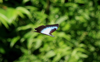 Morpho cisseis. Rio Zongo,  between Caranavi and Guarnay, Yungas. d. 6 february 2008. Photographer: Lars Andersen