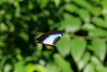 Morpho cisseis. Rio Zongo,  between Caranavi and Guarnay, Yungas. d. 6 february 2008. Photographer: Lars Andersen