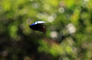 Morpho deidamia, electra (Rber, 1903). Rio Zongo,  between Caranavi and Guarnay, Yungas. d. 2 February 2008. Photographer: Lars Andersen