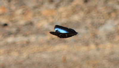 Morpho cisseis cisseistricta (Le Moult & Real, 1962). Rio Zongo,  between Caranavi and Guarnay, Yungas. d. 6 february 2008. Photographer: Lars Andersen