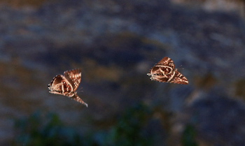 Morpho cisseis. Rio Zongo,  between Caranavi and Guarnay, Yungas. d. 6 february 2008. Photographer: Lars Andersen