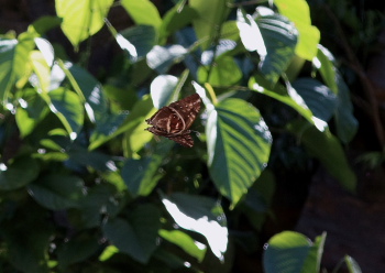 Morpho cisseis. Rio Zongo,  between Caranavi and Guarnay, Yungas. d. 6 february 2008. Photographer: Lars Andersen