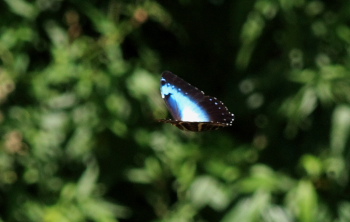 Morpho cisseis. Rio Zongo,  between Caranavi and Guarnay, Yungas. d. 6 february 2008. Photographer: Lars Andersen