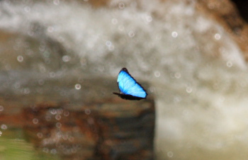 deidamia, electra (Rber, 1903). Rio Zongo,  between Caranavi and Guarnay, Yungas. d. 6 february 2008. Photographer: Lars Andersen