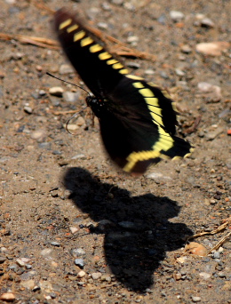 Caranavi, Yungas d. 7 February 2008. Photographer: Lars Andersen