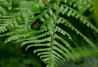 Quijarro-Caranavi, Yungas. d. 8 february 2008. Photographer: Lars Andersen