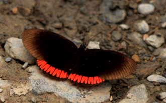 Caranavi,Yungas. February 2008. Photographer: Lars Andersen