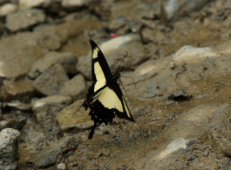 Heraclides garleppi (Staudinger, 1892). Caranavi, Yungas, Bolivia d. 2 february 2008. Photographer: Lars Andersen