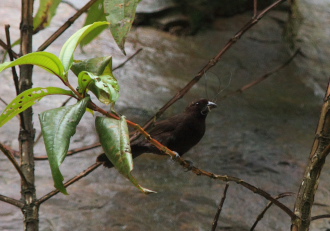 Rio Zongo,  between Caranavi and Guarnay, Yungas. d. 9 february 2008. Photographer: Lars Andersen