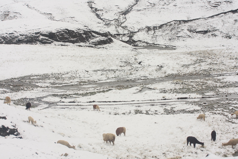 Cumbre, 4700 m.a. The road between La Paz and Coroico, Yungas. d. 23 january 2008. Photographer: Lars Andersen