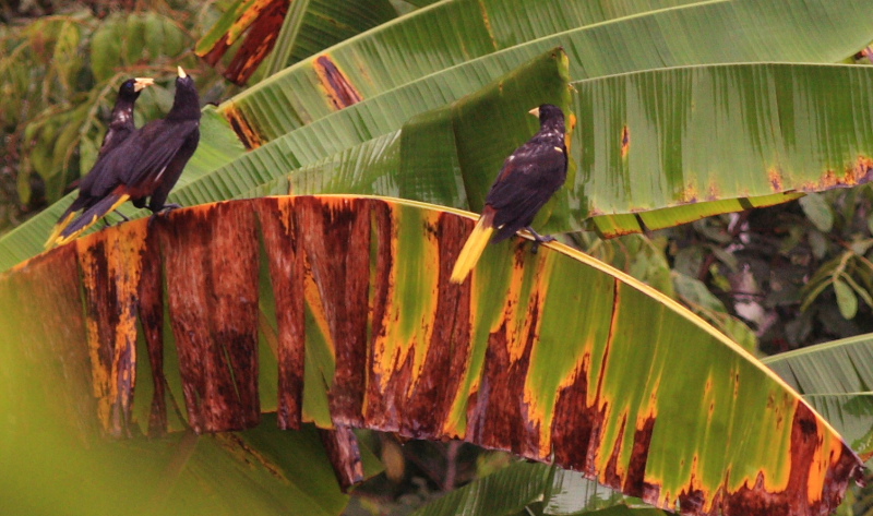 Coroico 1800 m.a., Yungas. d. 24 january 2008. Photographer: Lars Andersen