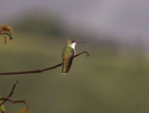 Coroico 1800 m.a., Yungas. d. 24 january 2008. Photographer: Lars Andersen