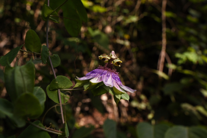 Purple Passion, Passiflora menispermifolia.  Rio Zongo,  between Caranavi and Guarnay, Yungas. d. 26 january 2008. Photographer: Lars Andersen