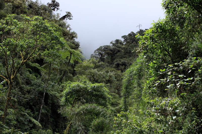 Cloudy mountainforest,Morpho sulkowskyi locality. Cascades de Sacramento, Yungas. d. 22  February 2008. Photographer: Lars Andersen