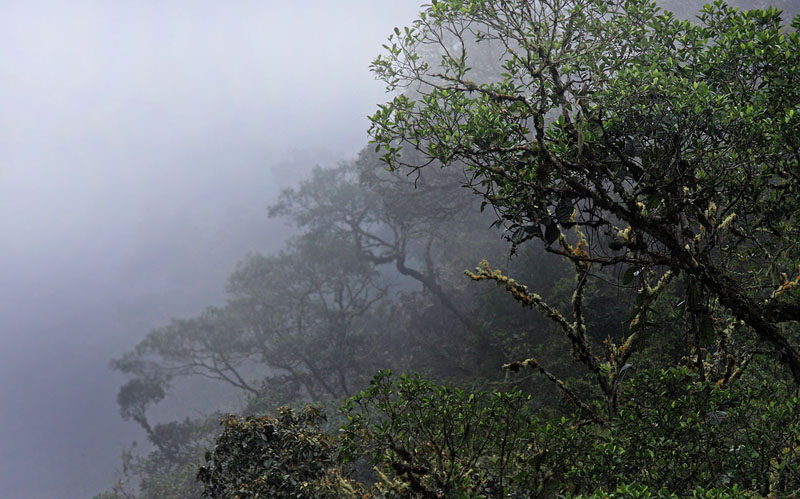 Cloudy mountainforest; The old railroad between Coroico and Coripata,Yungas. d. 24  February 2008. Photographer: Lars Andersen