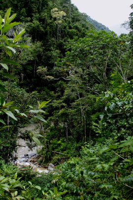 Rio Zongo,  between Caranavi and Guarnay, Yungas. d. 2 february 2008. Photographer: Lars Andersen