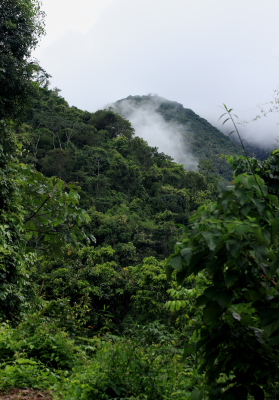 Rio Zongo,  between Caranavi and Guarnay, Yungas. d. 26 January 2008. Photographer: Lars Andersen