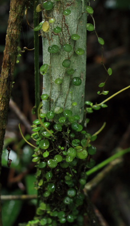 Quijarro-Caranavi, Yungas. d. 3 february 2008. Photographer: Lars Andersen