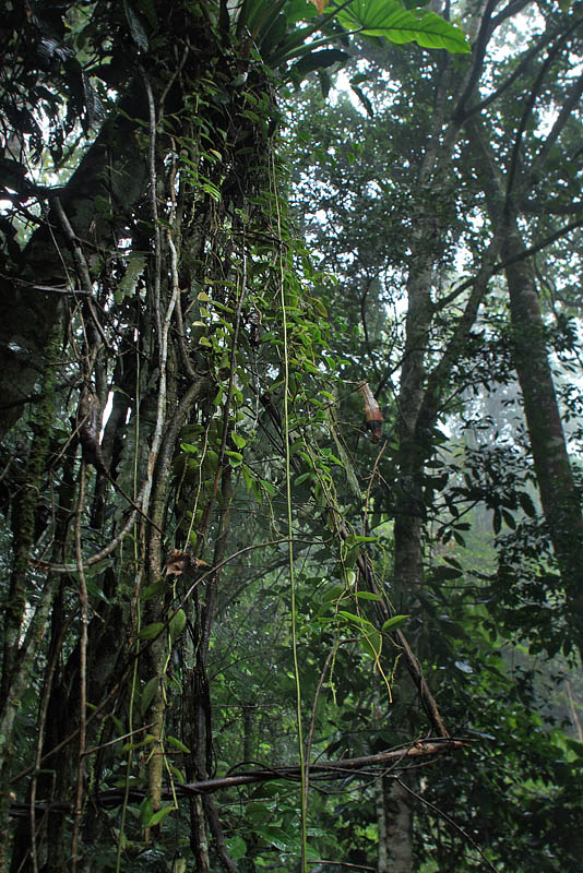 Caranavi, Yungas. d. 3 February 2008. Photographer: Lars Andersen